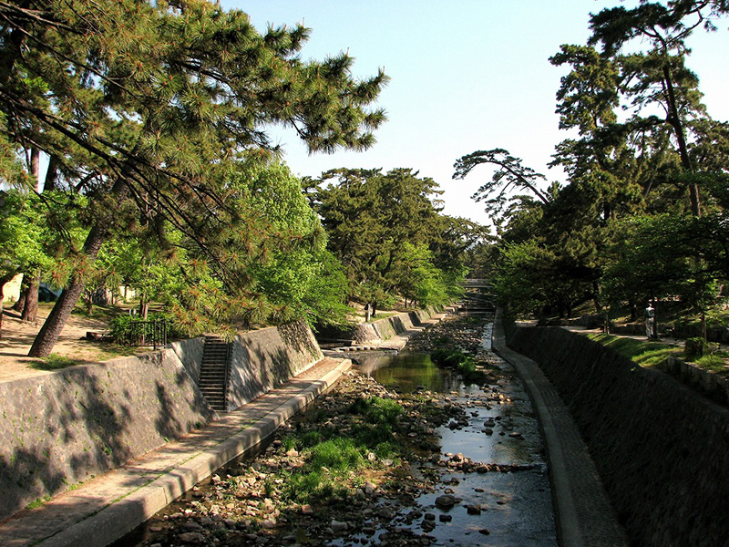 夙川の松並木